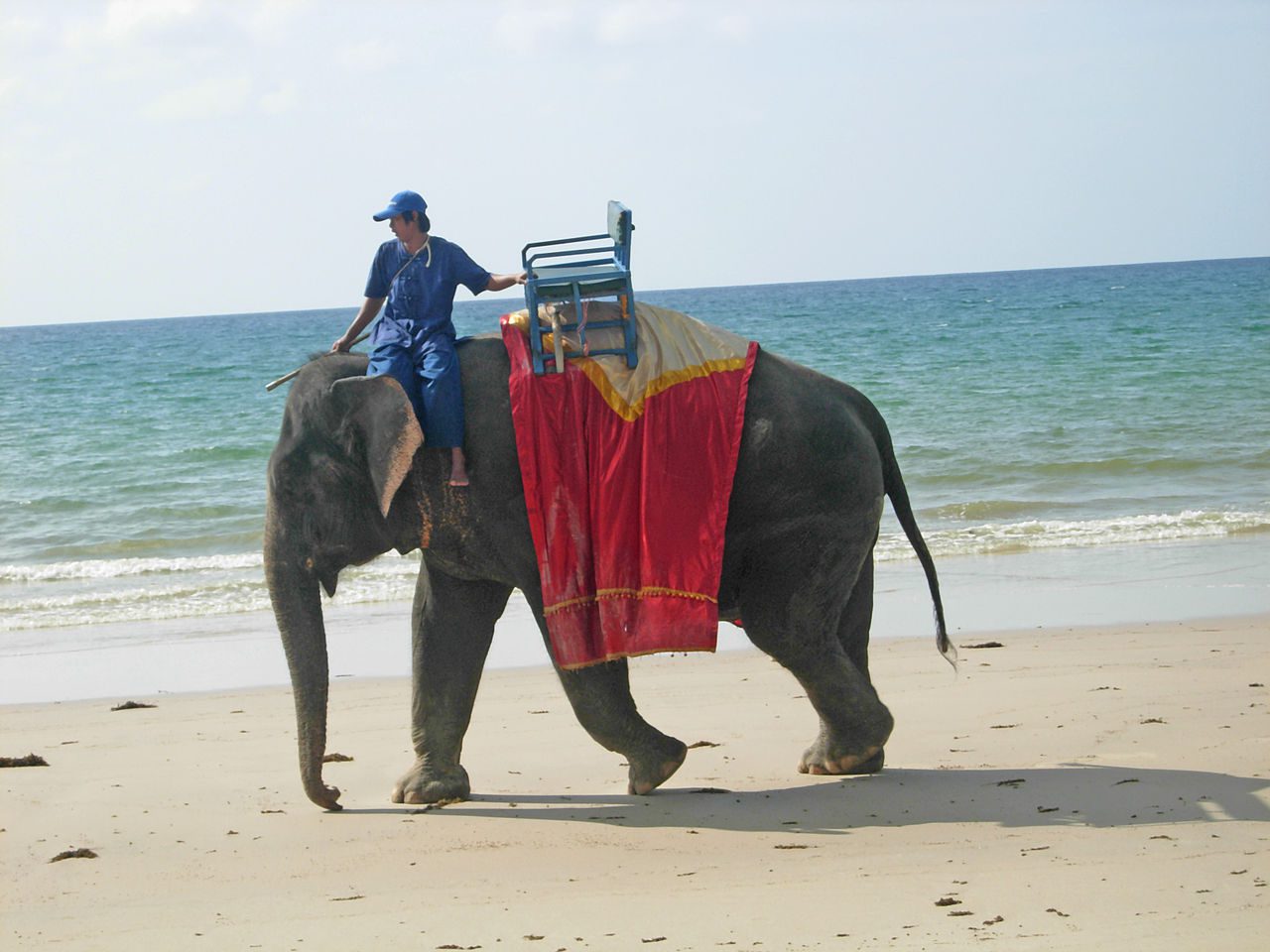 Elephant - Animals to see in Thailand